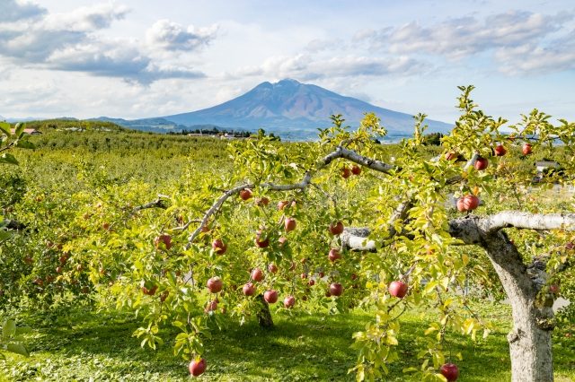 アップルパイでひと休み。弘前の食を旅の楽しみに。
