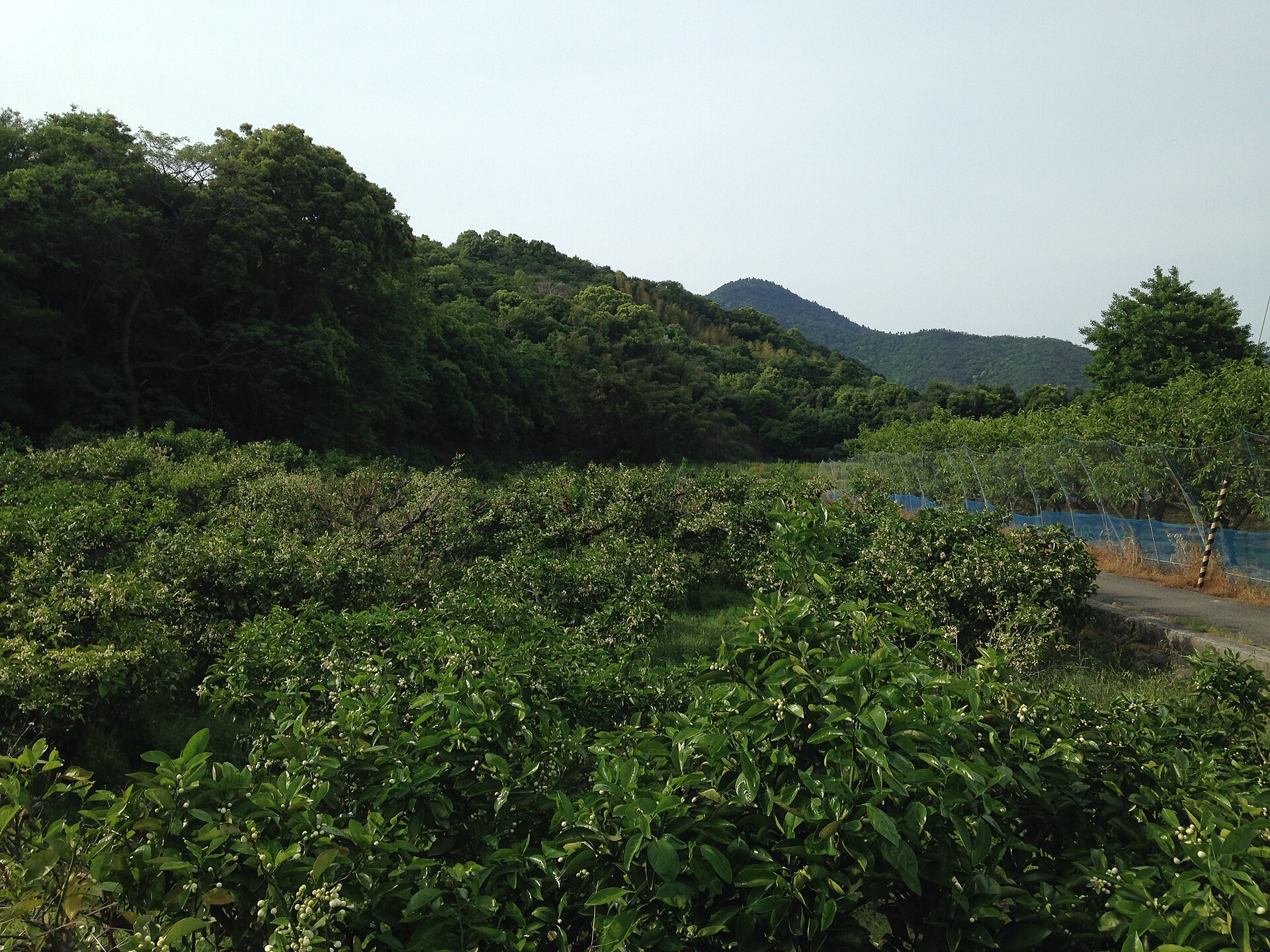徳島県鳴門市大麻町桧のスダチ果樹園と大麻山。窯元の写真ではなく、産地周辺の風景です。